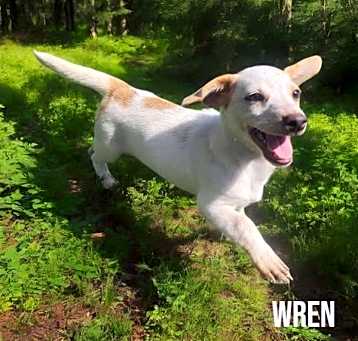 Photo of Wren
