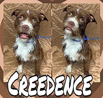 Photo of Creedence