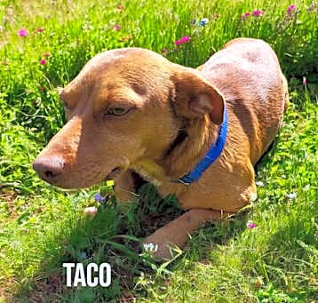 Photo of Taco