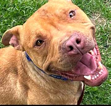 Photo of SMILEY