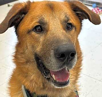 Photo of Rusty