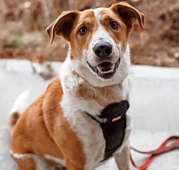 Photo of Dexter