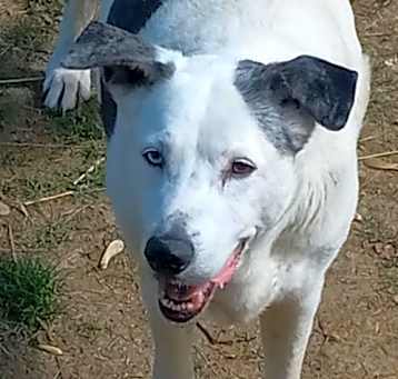 Photo of Chevy