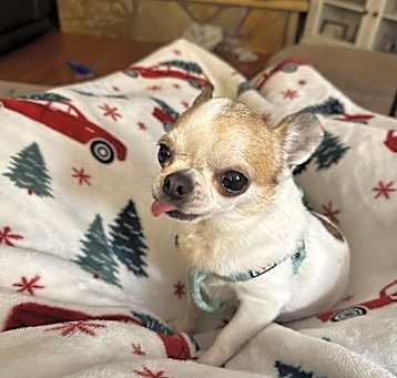Photo of Cosette