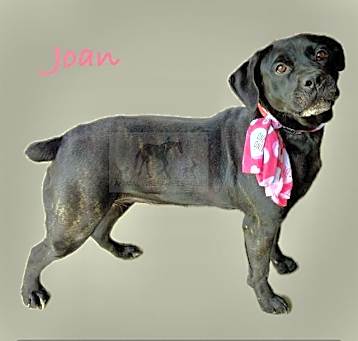 Photo of JOAN