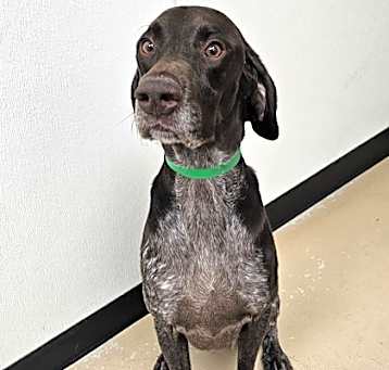 Photo of Buck