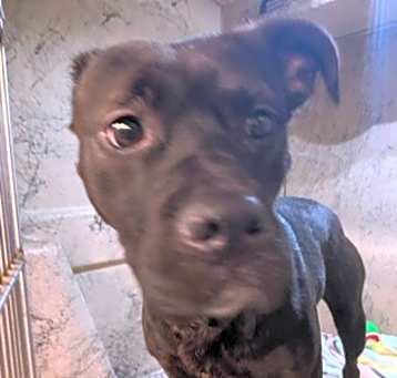 Photo of BLACKIE