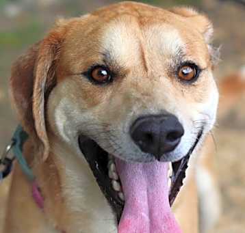 Photo of Whiskey