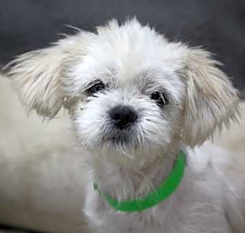 Photo of Winston
