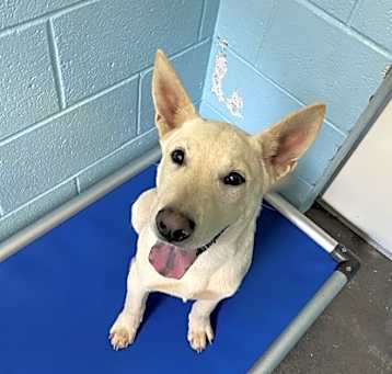 Photo of Skipper