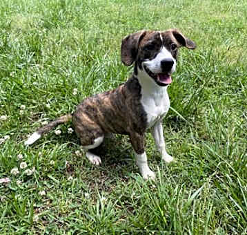 Photo of Brady
