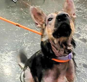 Photo of Nova
