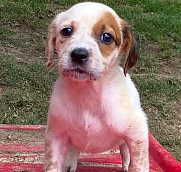 Photo of Yeti(Petsmart)