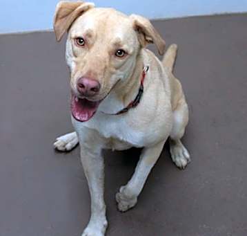 Photo of Dexter