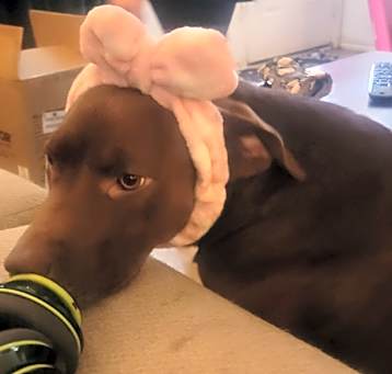 Photo of Trixie