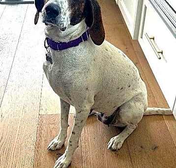 Photo of Sweetie