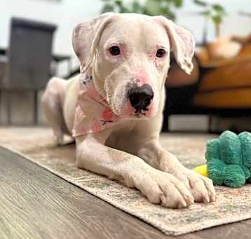 Photo of Lilah Rose the gentle soul