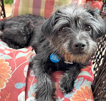 Photo of Harper