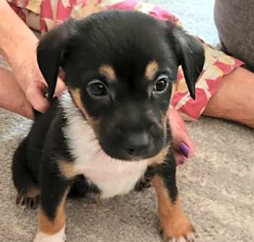 Photo of Diesel
