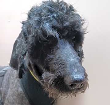 Photo of Oreo