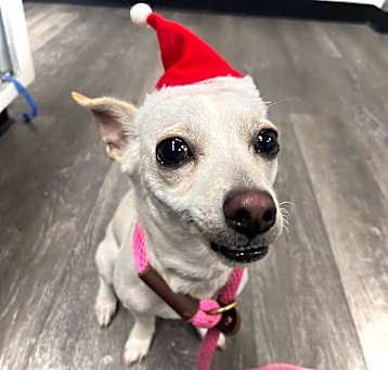 Photo of Chip