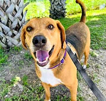 Photo of Champ