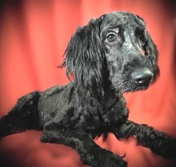 Photo of Asher
