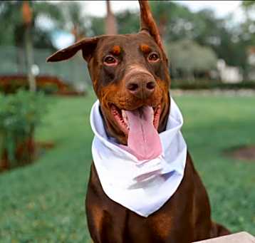 Photo of Knox