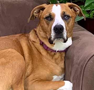 Photo of Stella