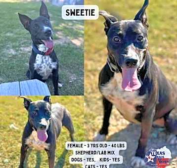 Photo of Sweetie