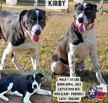 Photo of Kirby
