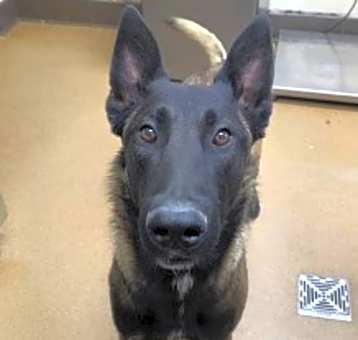 Photo of Milo