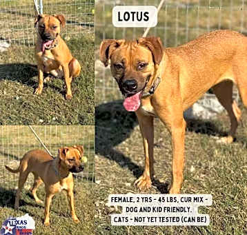 Photo of Lotus