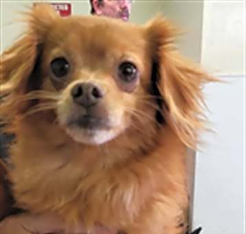 Photo of GOLDIE