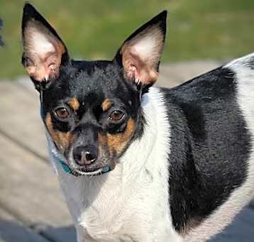 Photo of Rosie