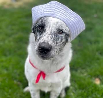 Photo of Sailor
