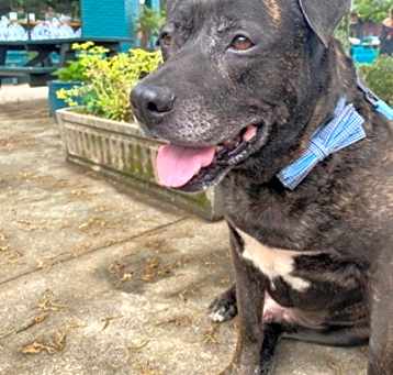 Photo of Swiss Roll (Foster)