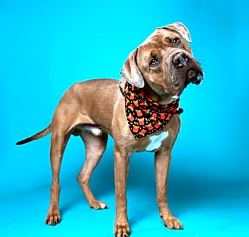 Photo of Cartier