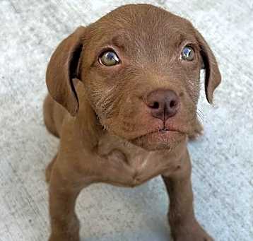 Photo of Cookie