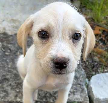 Photo of Honey
