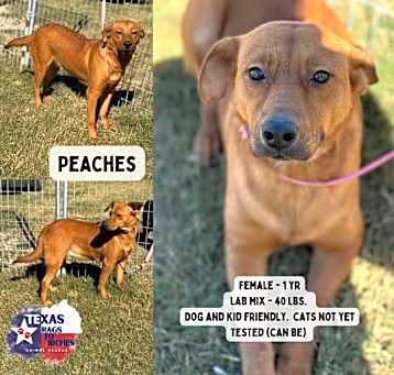 Photo of Peaches