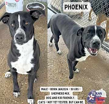 Photo of Phoenix