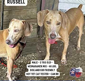 Photo of Russell
