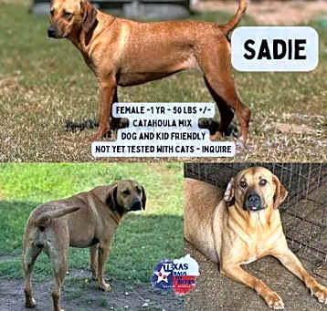 Photo of Sadie