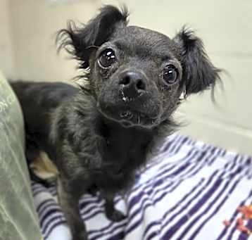 Photo of Hondo