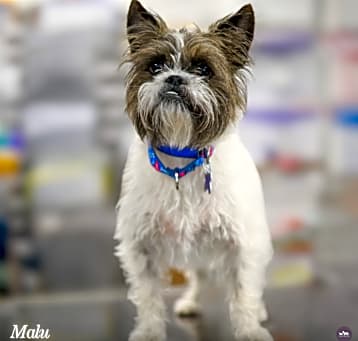 Photo of Malu