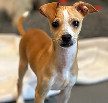 Photo of Pickles