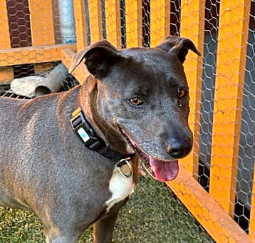 Photo of Harlow A2193851