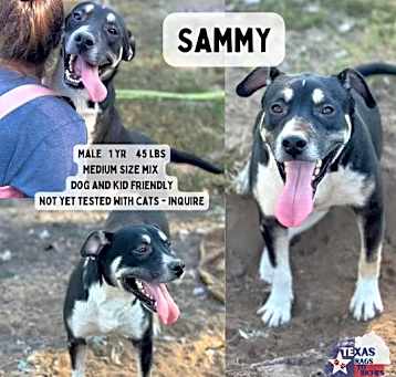 Photo of Sammy