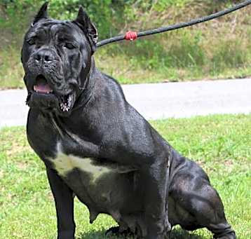 Photo of Onyx 41635